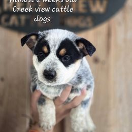 Girl 1 - Blue female Australian Cattle Dog puppy in Monroe, North Carolina from Creek View Cattle Dogs