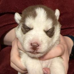 Savanna - Brown and white female Siberian Husky puppy in Avoca, Michigan from Repurposed Paradise Farm