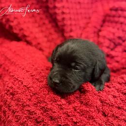 Red Boy - Black male Labrador Retriever puppy in Colorado from Albrecht Farms Labrador Retrievers
