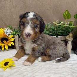 Colby - Blue merle female Bernedoodle puppy in Seymour, Missouri from D and D’s Dandy Doodles