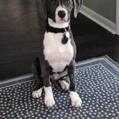 Mountain Cur Puppies from Walnut Ridge Mountain Curs