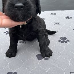 Assorted Doodle Crosses Puppies from Golden Mountain Doodles
