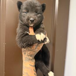 Girl 2 - Black and white female Siberian Husky puppy in Uhland, Texas from Siberian Huskies