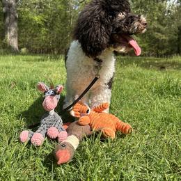 Cookie - Cockapoo