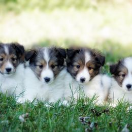 Shetland Sheepdog puppies from Mountain High Kennels