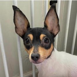 Roxie - Toy Fox Terrier