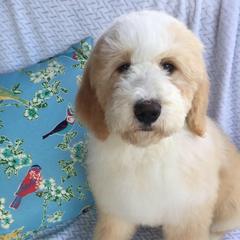 Sirius - male Australian Mountain Doodle puppy in Blairstown, Missouri from Shepherd Hill Doodles