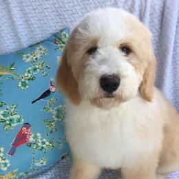Sirius - male Australian Mountain Doodle puppy in Blairstown, Missouri from Shepherd Hill Doodles
