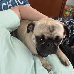 Ciri - Pug