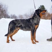 Dembe - Beauceron