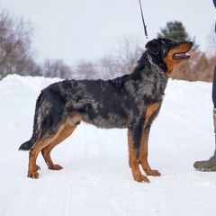 Dembe - Beauceron