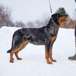 Dembe - Beauceron
