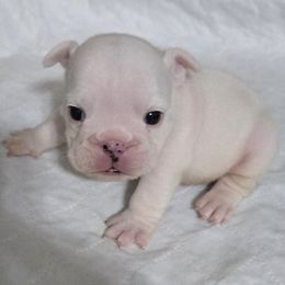 Bulldog Puppies from Chief Bulldogs