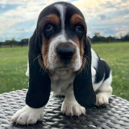 Faye - Black white and brown female Basset Hound puppy in Richmond, Kentucky from Walters Hollow Hounds