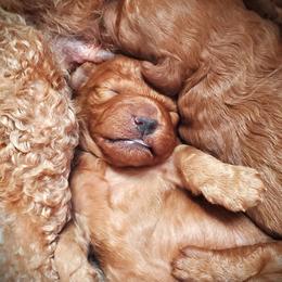 Tank - Red Mini Poodle - Red  male Poodle puppy in Falcon, Missouri from Cedar House Heritage Poodles | AKC Toy & Miniature Poodle Puppies Raised in Home