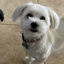Havanese from Moulder Havanese