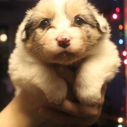 Australian Shepherd Puppies from Melick Kennels