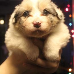 Australian Shepherd Puppies from Melick Kennels