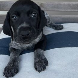 German Shorthaired Pointers from Eric's German Shorthaired Pointers