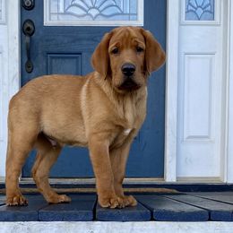 Labrador Retriever Puppies from Fire & Ice Labradors