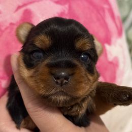 Girl 2 - Black and tan female Yorkshire Terrier puppy in Maple Grove, Minnesota from Cuddle Wind Yorkies