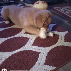 Australian Shepherd and Nova Scotia Duck Tolling Retriever Puppies from Tanglewood Tollers and Aussies