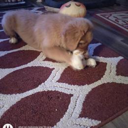 Australian Shepherd and Nova Scotia Duck Tolling Retriever Puppies from Tanglewood Tollers and Aussies