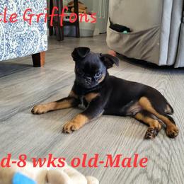 Brussels Griffon Puppies from Little Griffons