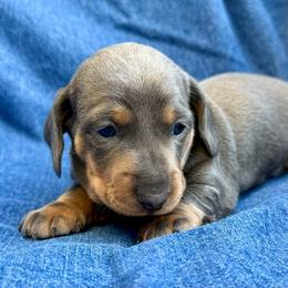 Female 3 - Gray (blue) and tan female Dachshund puppy in Bakersfield, California from Open Hourglass LLC