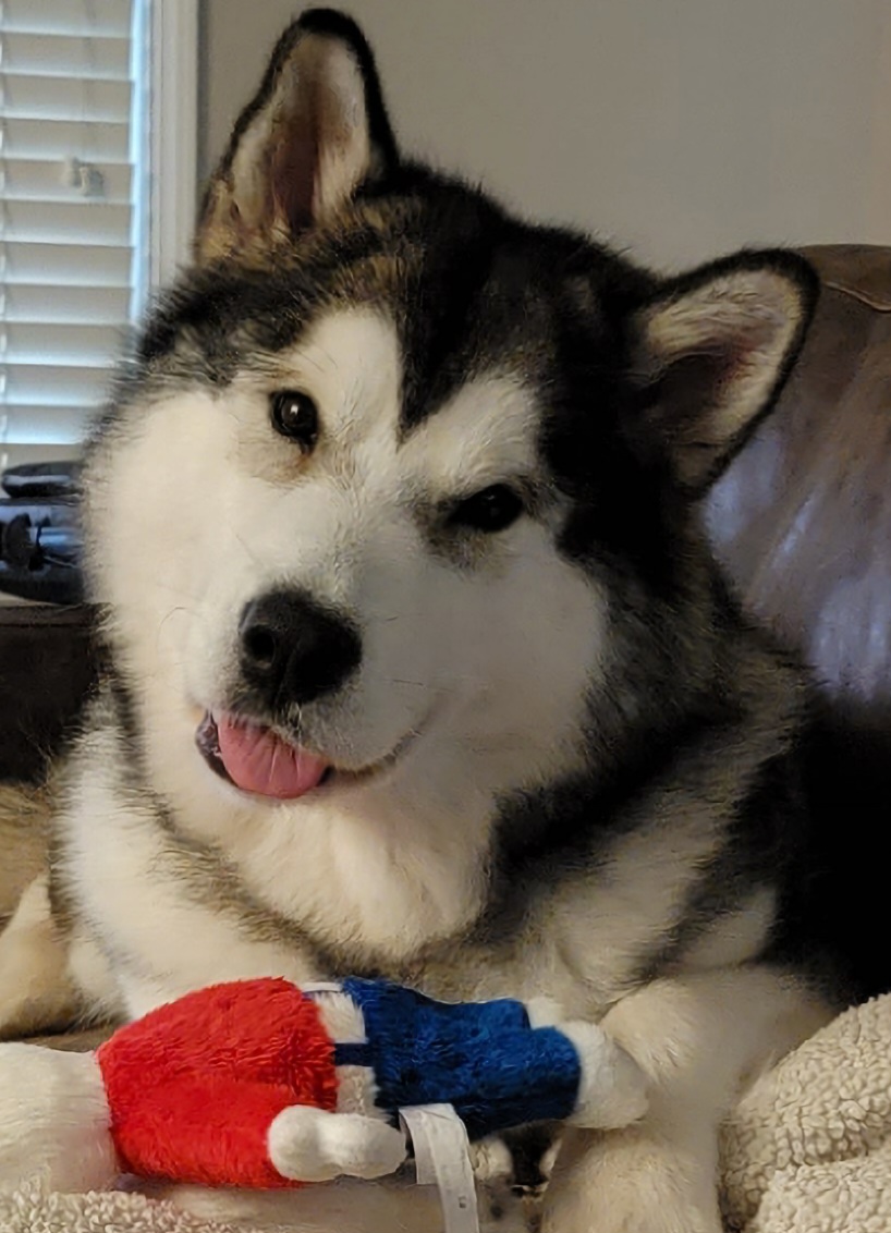 Kunik  - Alaskan Malamute