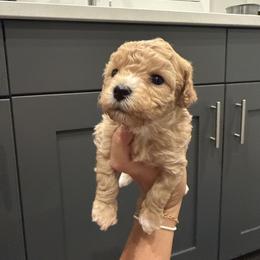 Alphie - Apricot female Cavapoo puppy in Spanish Fork, Utah from Hamann's Cavapoo Puppies