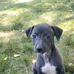 Katrina - White and black female Whippet puppy in Davenport, Iowa from Whippety Split