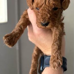 Boy 3 - Red  male Poodle puppy in Ennis, Texas from Johnson Ventures