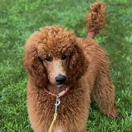 Amore - Red  Poodle puppy in Oceanside, New York from Anastasia STANDARD Poodles three four seven seven five four two three four five