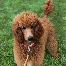 Amore - Red  Poodle puppy in Oceanside, New York from Anastasia STANDARD Poodles three four seven seven five four two three four five