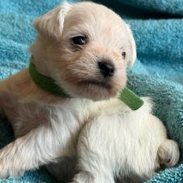 Blossom - White female Miniature Schnauzer puppy in Ferndale, Washington from Blackhorse Schnauzers Washington state