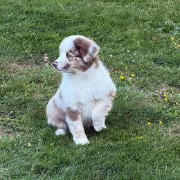 Greys - Red merle female Miniature American Shepherd puppy in Spanaway, Washington from Meadow Run Mini American Shepherds