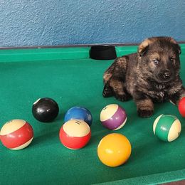 Brown Boy - Sable male German Shepherd puppy in Genoa, Illinois from vom ehrenSchutz German Shepherds