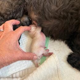 Puppy 1 - Cream and white male Shih Tzu puppy in Reddell, Louisiana from TINYSHIHTZUFURU