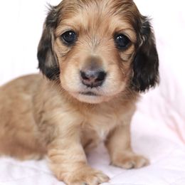 Indy - Dapple Dachshund puppy in Nolensville, Tennessee from Boothe’s Dachshunds