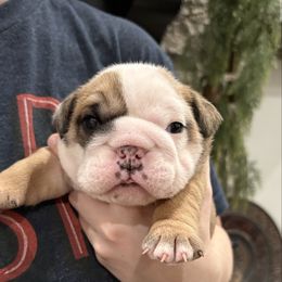 Video: Biscuit - Red and white male Bulldog puppy in Geraldine, Alabama from Rathbone Bulldogs