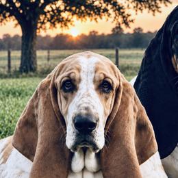 Basset Hounds and Great Danes from 10 Acre Danes & Bassets