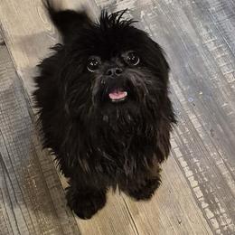 Baby Girl - Shih Tzu