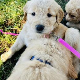 Muffin - Golden female Golden Retriever puppy in Peyton, Colorado from Jana Belanger