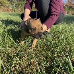 "Stella B" - Red Staffordshire Bull Terrier puppy in Kentucky from Hunter's Staffordshire Bull Terriers