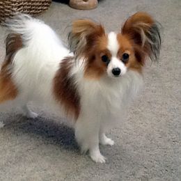 Papillon Puppies from Belladonna Papillons