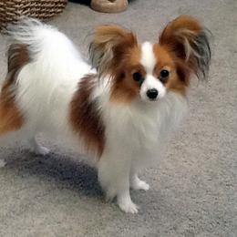 Papillon Puppies from Belladonna Papillons