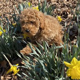 Red - Poodle
