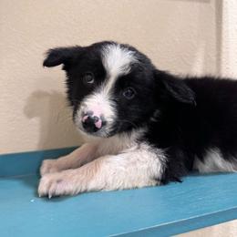 Bashful - Black and white male Border Collie puppy in Oberlin, Kansas from Hangin R Kennels