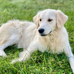 Golden Retriever All Grown Up from Highlander's Goldens of Howell
